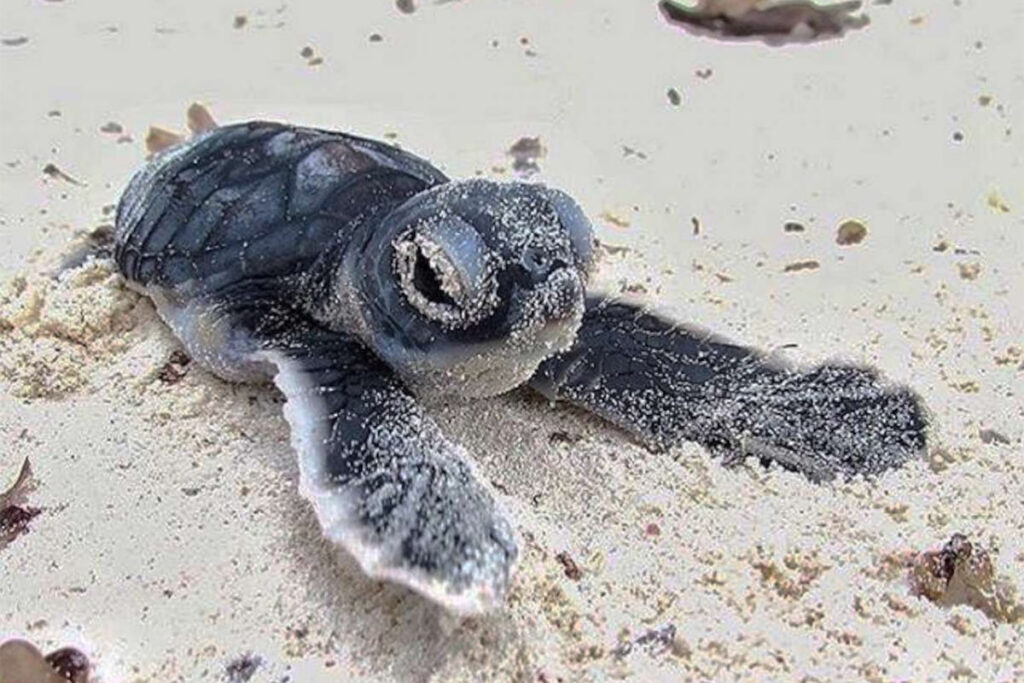 Photo of a green turtle hatchling at Florida's Space Coast