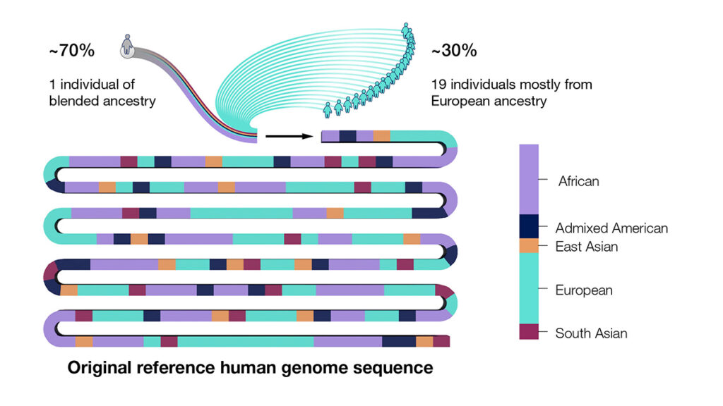 Around 70% of the reference human genome sequence came from one person who was then identified with the label African American in the mid 1990s. Comparison to other individuals has revealed African, European, Admixed American, East Asian and South Asian ancestry, which shows the limits of such labels. The remaining 30% came from 19 individuals of mostly European ancestry. Credit: Darryl Leja, NHGRI