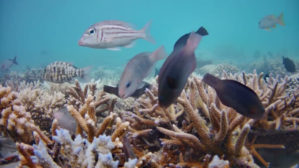 Video still of fish swimming near coral in the Maldives