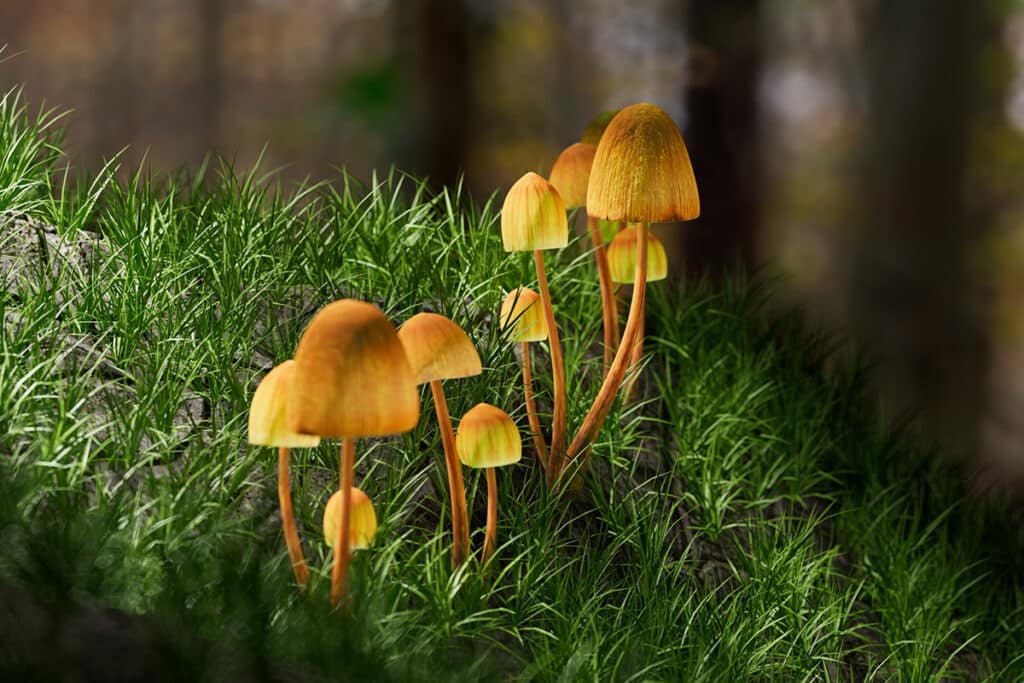 Psilocybin mushrooms growing in a forest