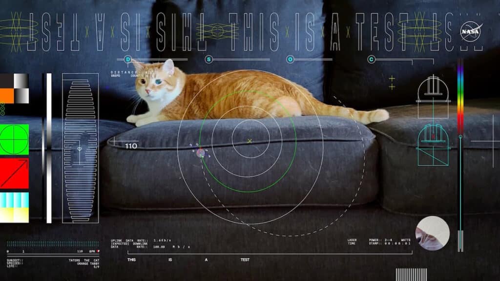 Still of a NASA-streamed video of a cat chasing a laser beam, which was sent via laser