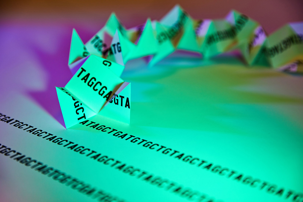 The genome in three dimensions folds up, forming loops and other shapes, to fit inside the nucleus. Credit: Darryl Leja and Ernesto Del Aguila III, NHGRI