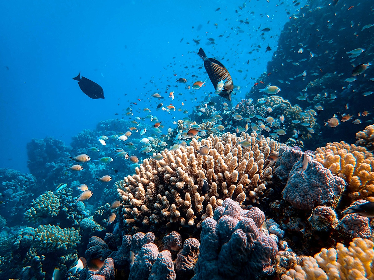 Fish swimming near coral reefs