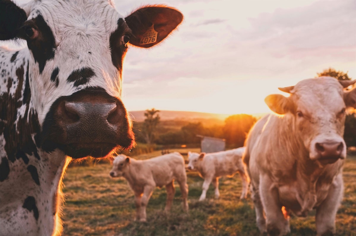 A herd of cows standing in a lush green field