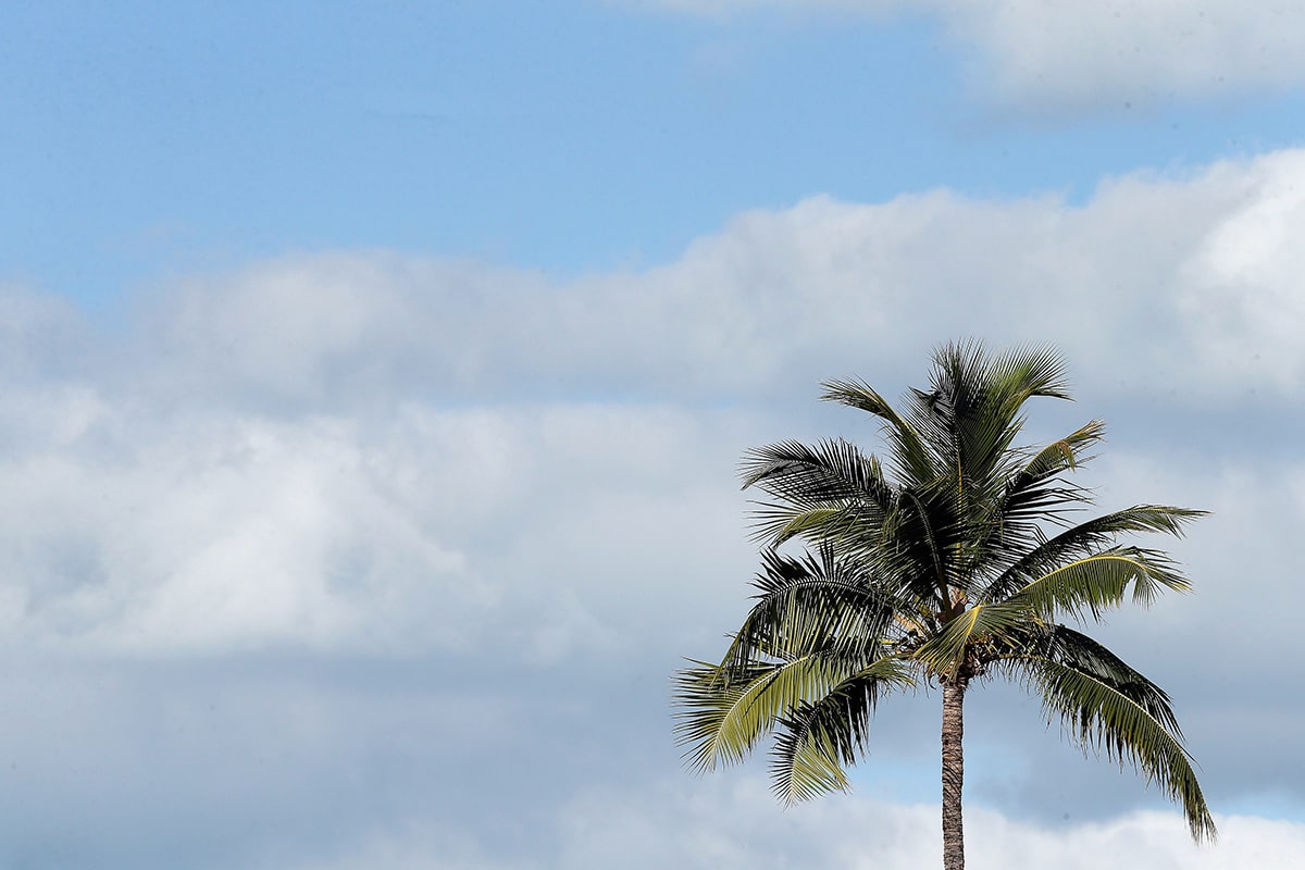 A Florida palm tree with a blue sky and clouds in the background