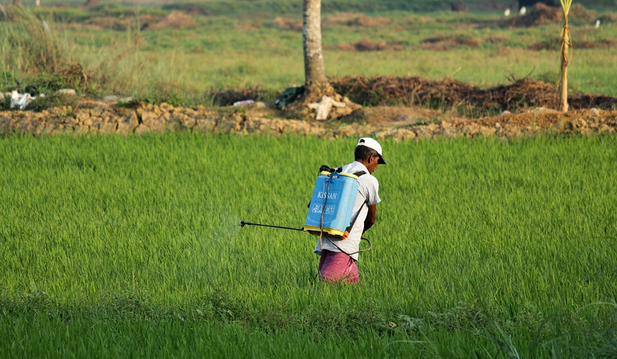 A Bangladeshi farmer spraying pesticides