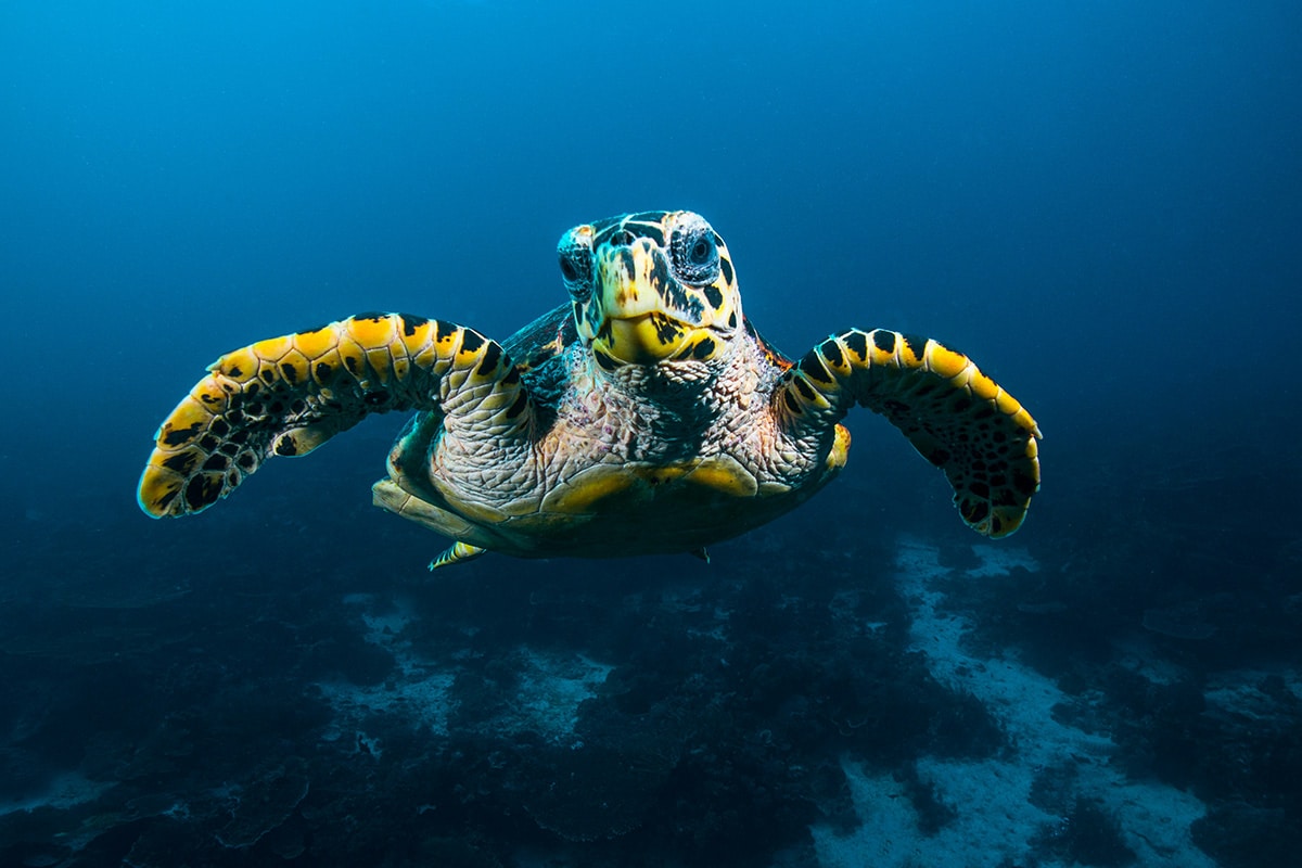 A sea turtle swims in the ocean