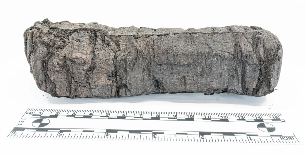 A Herculaneum scroll, showing the carbonization created by the eruption of Mt. Vesuvius, laid next to a ruler to show size
