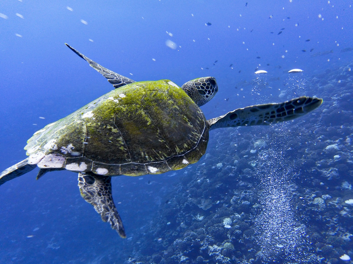 A turtle swimming in the waters of French Polynesia