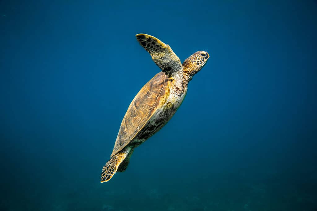 A green sea turtle in Maui, Hawaii