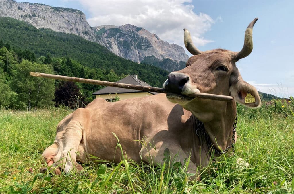 Veronika the cow lies in a field holding a tool in her mouth that she uses to scratch herself