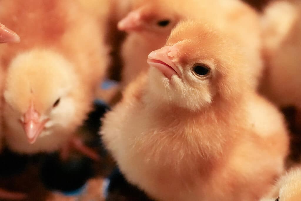 Baby chicks