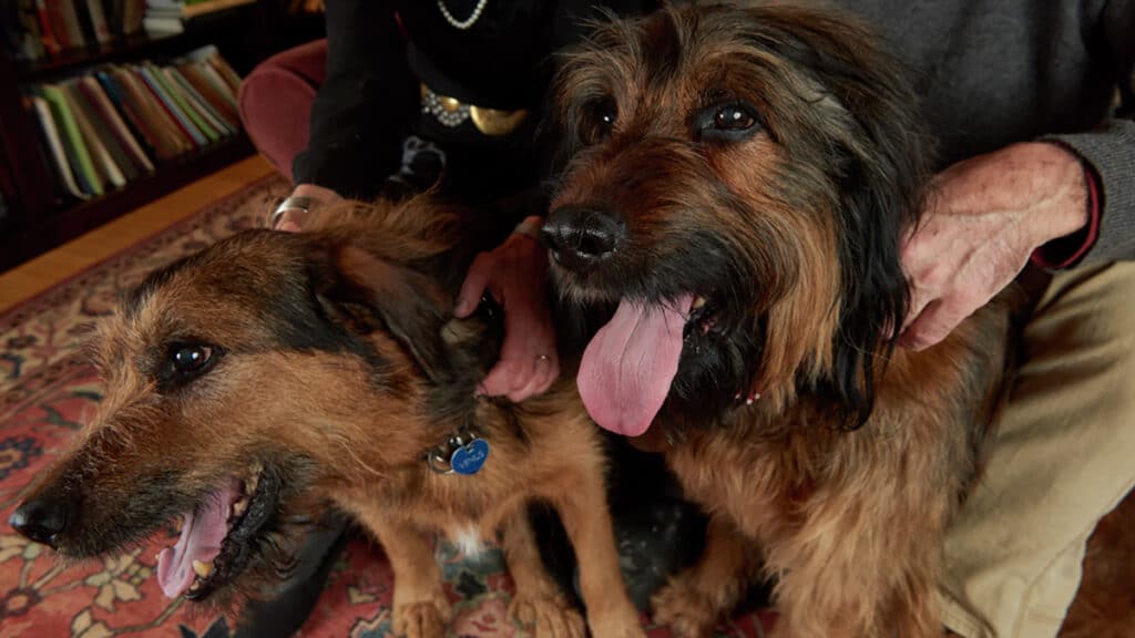 Dogs that received gene therapy