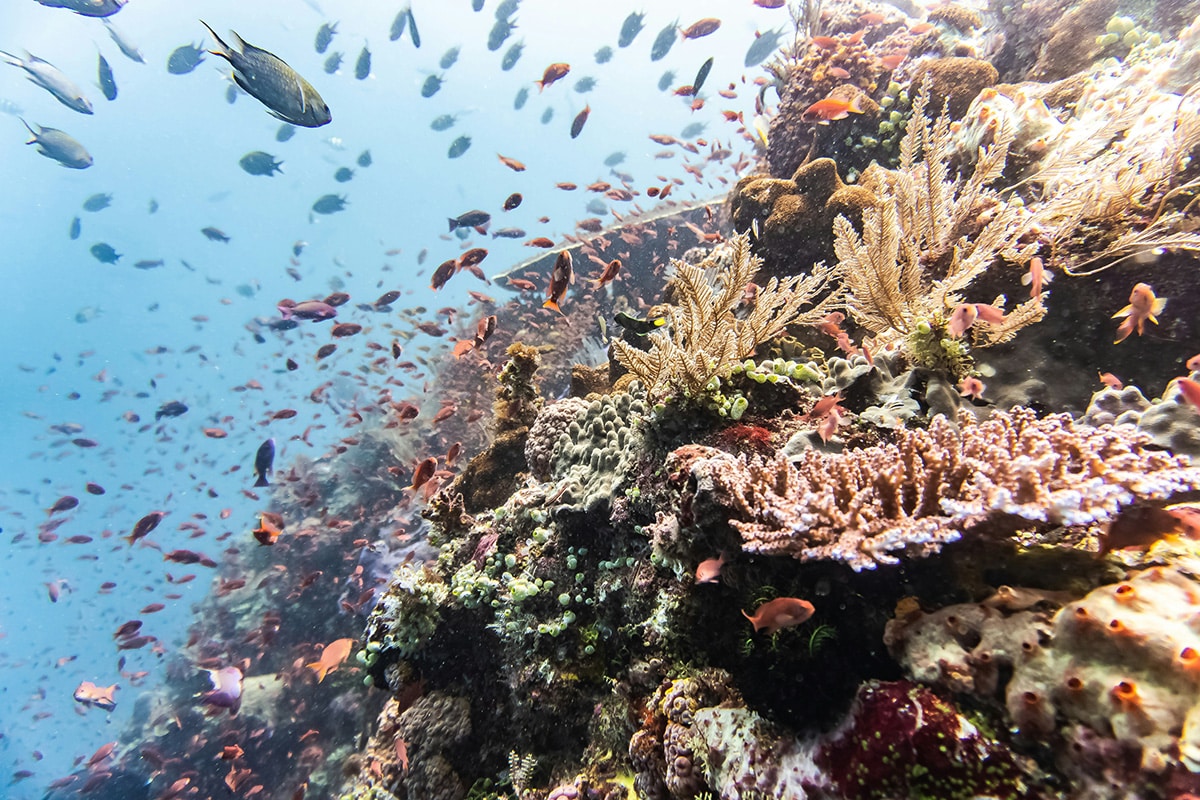 Fish swimming over coral reef in Indonesia