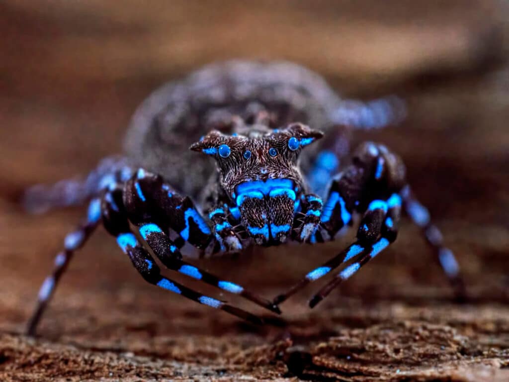 A newly discovered fluorescent spider