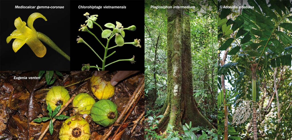 Newly discovered plant species